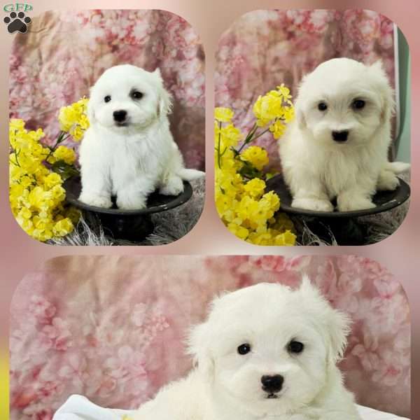 Dusty, Maltipoo Puppy